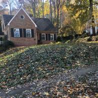 Leaf Removal Before