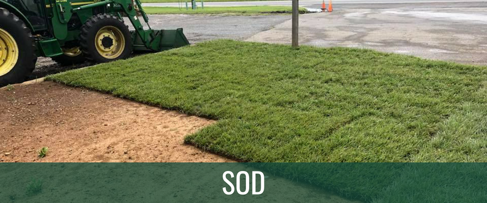 sod installation